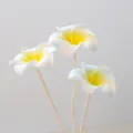 Macro detail of white and yellow PE plumeria flowers for aromatherapy diffusers. - PE Trumpet Flower / Yellow