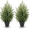 Pair of realistic artificial Norfolk pine trees in black pots for Christmas home decor - Small Pine Pot / 2FT (Approx 60cm)