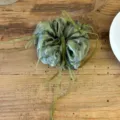 Elegante bosgroene organza scrunchie met lange linten voor een vintage kapsel - Dun Lint Stijl