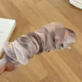 Pince à cheveux banane élégante en tulle à pois marron avec un bel effet bouffant - Tie-Dye Café Rose