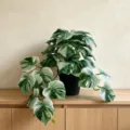 Detailed view of artificial variegated monstera plant in black pot on wooden cabinet setup. - Variegated Monstera Style (YC183)