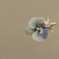 Elegant orchid flower hair clip featuring a starfish and pearl for beach vacation - Orchid Starfish Side Clip (2#) / Blue