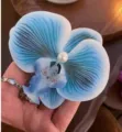 Blue and white gradient Phalaenopsis orchid flower hair clip with pearl bead - Off-white Orchid Style / Blue