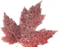 Red maple leaf jacquard over-the-knee long socks fabric detail, soft, comfortable and stylish. - White Background with Pink Leaves
