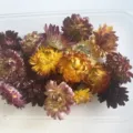 Fleurs séchées naturelles assorties de couleurs mixtes pour décorations florales DIY - Chrysanthème