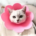 Soft pink sunflower-shaped Elizabethan collar for cats with protective snap closure - Pink