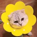 Yellow sunflower-shaped soft cat recovery collar for post-surgery lick protection - Yellow