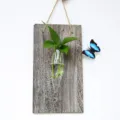 Vaso in vetro idroponico in legno da parete con pianta verde e decorazione di farfalla per casa. - Tavola di Legno + Stalattite