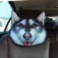 Reposacabezas de coche Husky 3D con estampado animal realista para soporte cervical - Malamute de Alaska (Tipo 1) / 22*28 cm