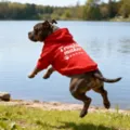 Red pet hoodie with cute letter print, comfortable dog sweatshirt for all seasons outdoor. - 3XL / Red