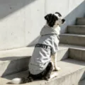 Stylish gray pet zipper hoodie for dogs with hood and back security print design! - 2XL / Gray