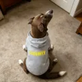 Grey dog hoodie sweatshirt for medium and large dogs, warm pet apparel variant style. - 3XL / Gray