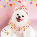 Cute dog birthday hat and collar set with colorful polka dots, perfect for pet party details. - S / Set / Colorful