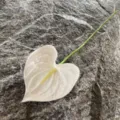 Artificial white PU anthurium single stem flower for home decor and photography prop - White