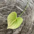 Artificial Anthurium flower PU green faux floral decor single stem prop for home living room - Green