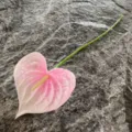 Artificial Pink PU Anthurium Flower Single Stem Fake Floral Home Decoration Prop 1Pc - Pink White Gradient