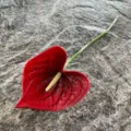 Artificial PU anthurium single flower realistic red decorative floral prop for home decor - Red