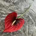 Single artificial PU anthurium flower faux flamingo flower for home decor and photography props. - Red