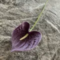 Single PU anthurium artificial flower in purple, realistic touch soft rubber fake flower for decor. - Purple