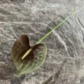 Single artificial anthurium PU flower branch dark green floral arrangement home decor prop - Mottled Dark