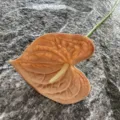 Single stem artificial PU anthurium flower fake plant for home decor photography props. - Brown Coffee