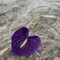 Artificial Anthurium Flower Single PU Fake Plant Home Living Room Table Decor Prop - Purple
