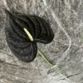Artificial Anthurium Flower PU Black Fake Plant Home Decor Photography Props Stem - Black Red