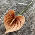 Artificial PU Anthurium flower single stem fake flamingo flower photography prop decor - Gradient