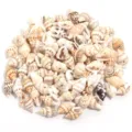 Perles de coquillage naturel percées trou unique DIY accessoires fabrication bijoux - Demi-Conque Fleur Perforée Latéralement / 7-12mm (30g/Env. 85 Pcs)
