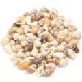 Pendente conchiglia marina naturale perline forate per gioielli fai da te accessori - Mezza Conchiglia a Fiore Perforata Dritta / 7-12mm (30g/Circa 85 Pz)