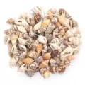 Ciondoli di conchiglie naturali lumache assortite accessori per gioielli DIY bracciali collane - Cabochon a conchiglia a fiore senza foro / 7-12mm (30g/Circa 85 Pz)