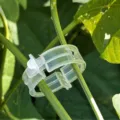 Plant fixing clip detail showing clear plastic garden clip attached to tomato vine stem for support. - Standard Type