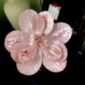 Rosa Glitzer Weihnachtsblume Künstliche Magnolie mit Perlen und Stiel Variante 22cm - Perle Staubfäden Weihnachtsblume (1 Stk) / Rosa