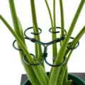 Dunkelgrüne Eisenpflanzenstütze in Lotusform für Zimmerblumen und Topfpflanzenstiele - Herzform / Grün