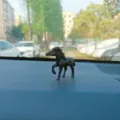 Miniature black horse figurine for car dashboard decor and micro landscape bonsai display item. - Little Black Horse