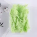 Detalle de flor seca de helecho espárrago, ideal para proyectos artesanales DIY y decoración. - Verde Fruta