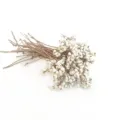 Vista detallada de bayas blancas secas naturales en ramas finas para decoración floral. - Ginkgo blanco de rama corta 100 g (longitud aprox. 25 cm)