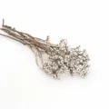 Gros plan détaillé de branches naturelles de fruits blancs séchés pour décoration florale. - Branches de ginkgo blanc 200 g (environ 65 cm, 10 branches)