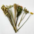 Bouquet de flores secas naturales para decoración de jaula de hámster, plantas mixtas. - Floración de Verano (Aprox. 80g) / Floración de Verano (Aprox. 80g)