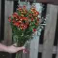 Ramo de rosas secas con hojas de eucalipto, ideal para decoración del hogar y regalos especiales. - Rosa Barbie Naranja 35 Tallos