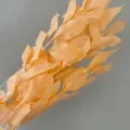 Preserved orange leaves dried flower bouquet for home wedding decoration DIY floral art decor. - 5-Piece Pack / Champagne