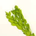 Preserved green leaves bouquet natural dried foliage for home wedding decor DIY floral arrangements. - 5-Piece Pack / Fruit Green