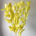 Preserved yellow ruscus leaves dried flower bouquet for home wedding decoration DIY floral art. - 5-Piece Pack / Yellow
