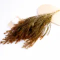 Αποξηραμένα άνθη Melaleuca DIY υλικό φύλλων για γάμο ανθοσυνθέσεις και αρωματικά κεριά - Κίτρινο 1 Δέσμη / Κίτρινο