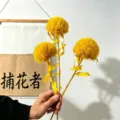Ramo de flores de craspedia secas amarillas para decoración del hogar arreglo botánico - Pack de 3 / Amarillo