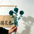 Ramo de flores secas preservadas de pompón verde para decoración del hogar, hermoso arreglo. - Pack de 3 / Verde azulado