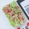 Fiori di ortensia secchi preservati gradiente kit materiale DIY in scatola di plastica chiara. - Colore Crepuscolo Ortensia Anna Grado A