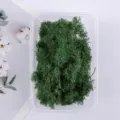 Detail shot of preserved green asparagus fern foliage in a clear plastic container for DIY craft. - Dark Green