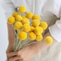 Ramo de flores secas Craspedia amarillas naturales para decoracion del hogar, 50 cm de largo - Paquete de 20
