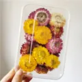 Mixed dried strawflowers in box, colorful natural floral material for DIY crafts and decor. - Strawflowers (15 Flowers)